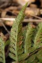 Polystichum aculeatum