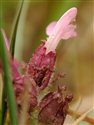 Pedicularis sylvatica
