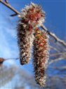 Populus tremula
