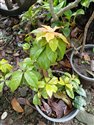 Barbados Gooseberry (guest image)