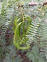 Long-thorn Kiaw (guest image)