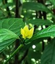 Pachystachys lutea