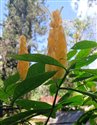 Pachystachus lutea