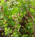 Pluchea indica