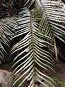 Plagiogyria glauca
