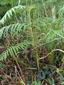 Pteridium esculentum
