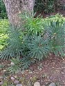 Philodendron bipinnatifidum