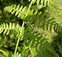 Pteridium aquilinum