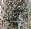 Pyrossia lingua