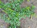 Passiflora suberosa