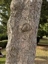 Picea abies