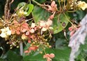 Phanera bidentata
