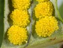 Polypodium vulgare