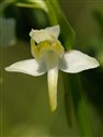Platanthera chlorantha