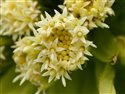 Petasites japonicus