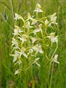 Platanthera chlorantha