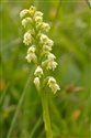 Pseudorchis albida