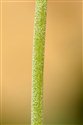 Primula farinosa