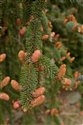 Pseudotsuga menziesii