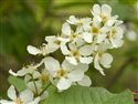 Prunus padus