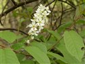 Prunus padus