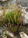 Plantago coronopus