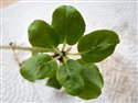Pyrola minor