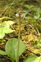 Pyrola minor
