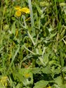 Pulicaria dysenterica