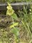 Flower, Phlomis russeliana