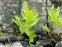The Polypody family, Polypodiaceae, Polypodium cambricum