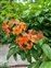 Red flowers, Phanera kockiana