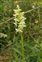 Plant, Platanthera bifolia