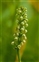 Pale yellow flowers, Pseudorchis albida