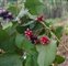 Fruit, Persicaria chinensis