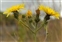 Yellow flowers, Picris hieracioides