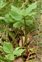 Stem, Paris quadrifolia
