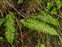 Leaf, Polystichum aculeatum
