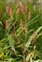 Red flowers, Persicaria maculosa