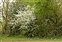 White flowers, Prunus spinosa