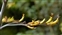 The Asphodel family, Xanthorrhoeaceae, Phormium cookianum