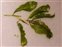 Perennial, Potamogeton lucens