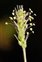 Flower, Plantago coronopus