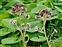 Flower, Petasites pyrenaicus