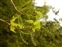 Flower, Populus x canadensis