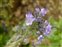 Purple flowers, Phacelia tanacetifolia