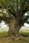 Trunk / bark, Quercus petraea