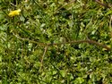 Ranunculus flammula