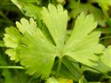 Ranunculus auricomus