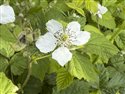 Rubus caesius